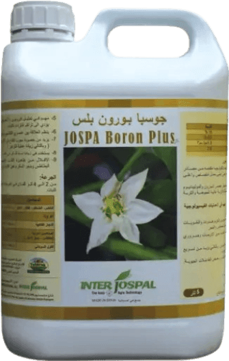 جوسبا بورون بلس